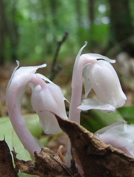 2009-06-20_backyard_indian_pipe 065_crop.jpg